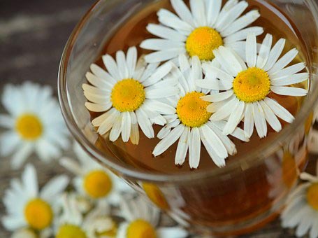 chamomile-829220__340