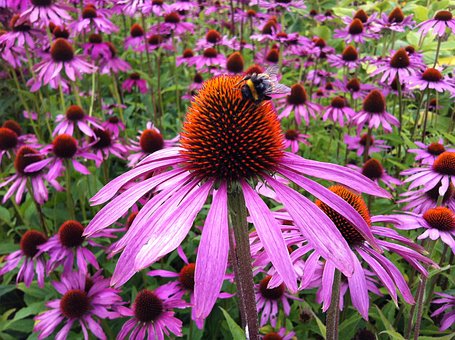 echinacea-1713939__340